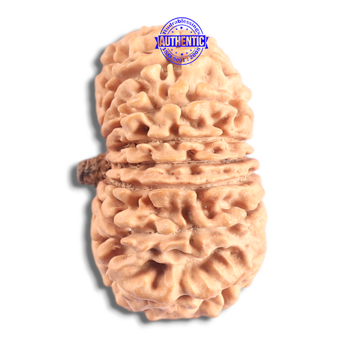 17 Mukhi Nepalese Rudraksha - Bead No. 73
