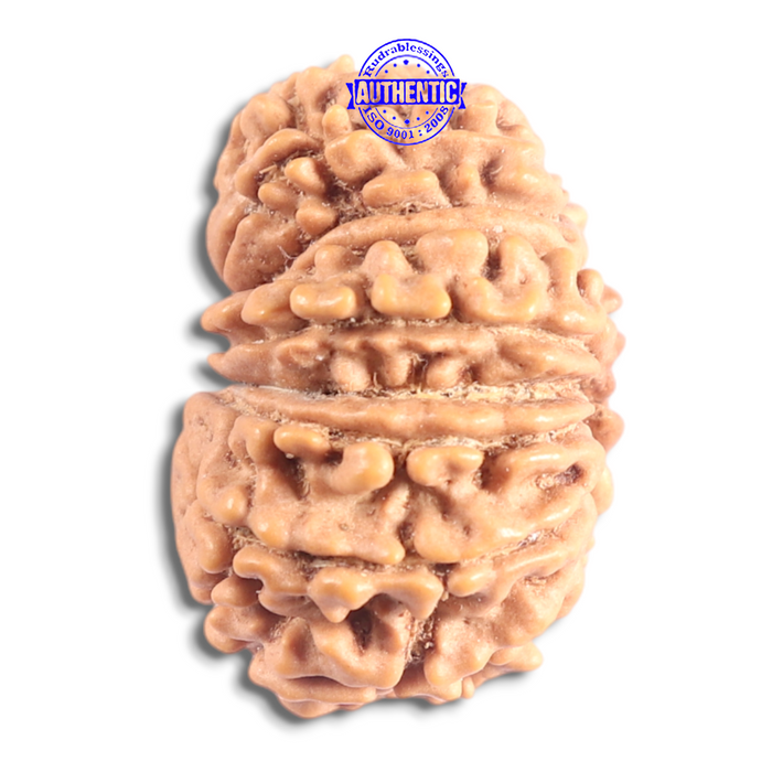 17 Mukhi Nepalese Rudraksha - Bead No. 74