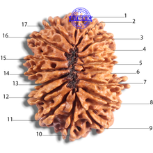 Load image into Gallery viewer, 17 Mukhi Nepalese Rudraksha - Bead No. 75
