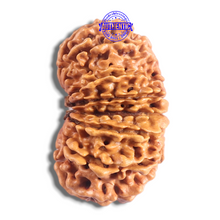Load image into Gallery viewer, 17 Mukhi Nepalese Rudraksha - Bead No. 75
