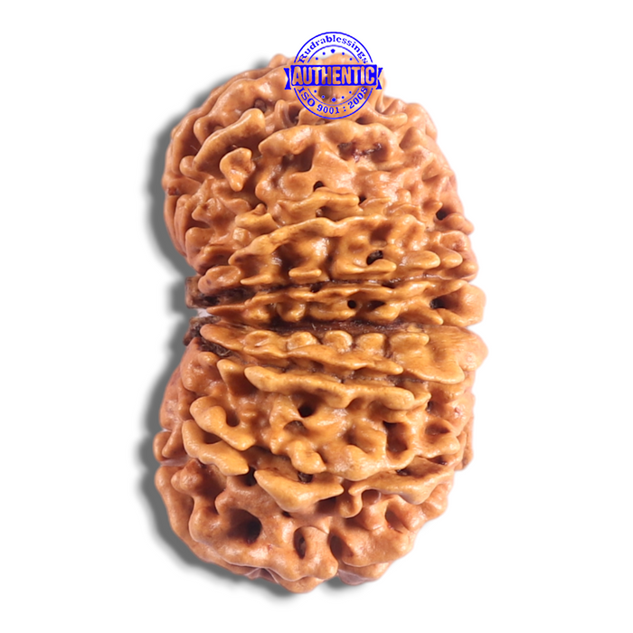 17 Mukhi Nepalese Rudraksha - Bead No. 75