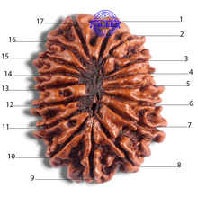 Load image into Gallery viewer, 17 Mukhi Nepalese Rudraksha - Bead No. 76
