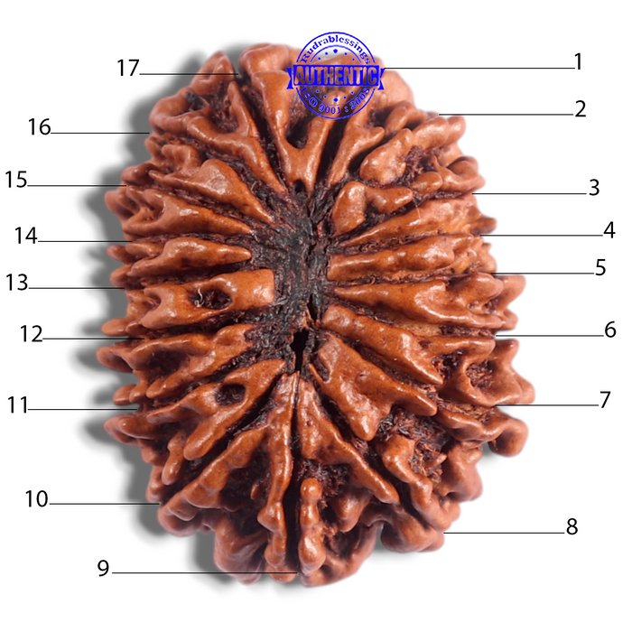 17 Mukhi Nepalese Rudraksha - Bead No. 76