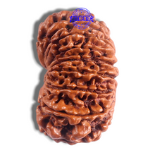Load image into Gallery viewer, 17 Mukhi Nepalese Rudraksha - Bead No. 76
