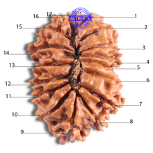 Load image into Gallery viewer, 17 Mukhi Nepalese Rudraksha - Bead No. 77
