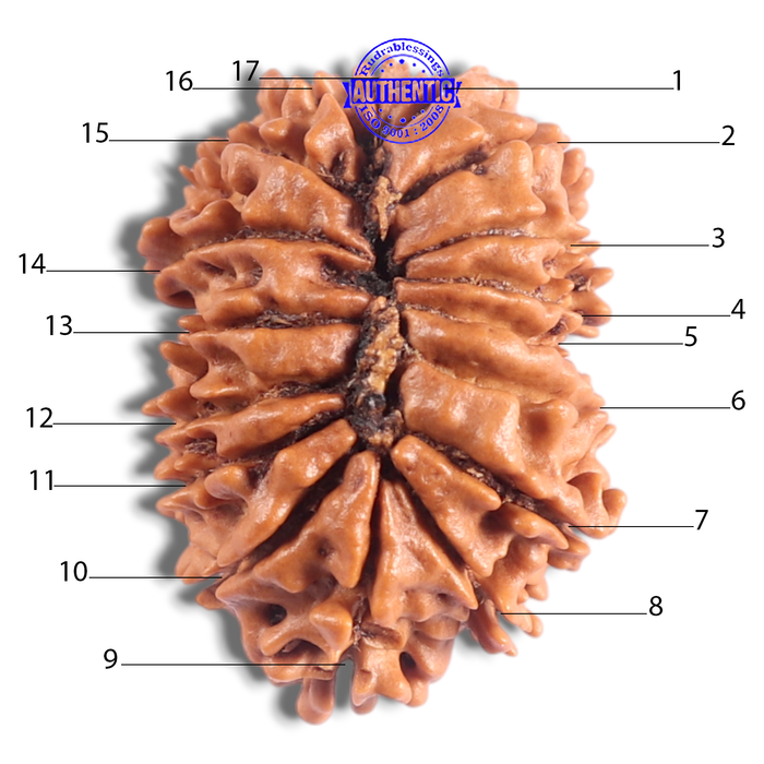 17 Mukhi Nepalese Rudraksha - Bead No. 77