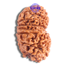 Load image into Gallery viewer, 17 Mukhi Nepalese Rudraksha - Bead No. 77
