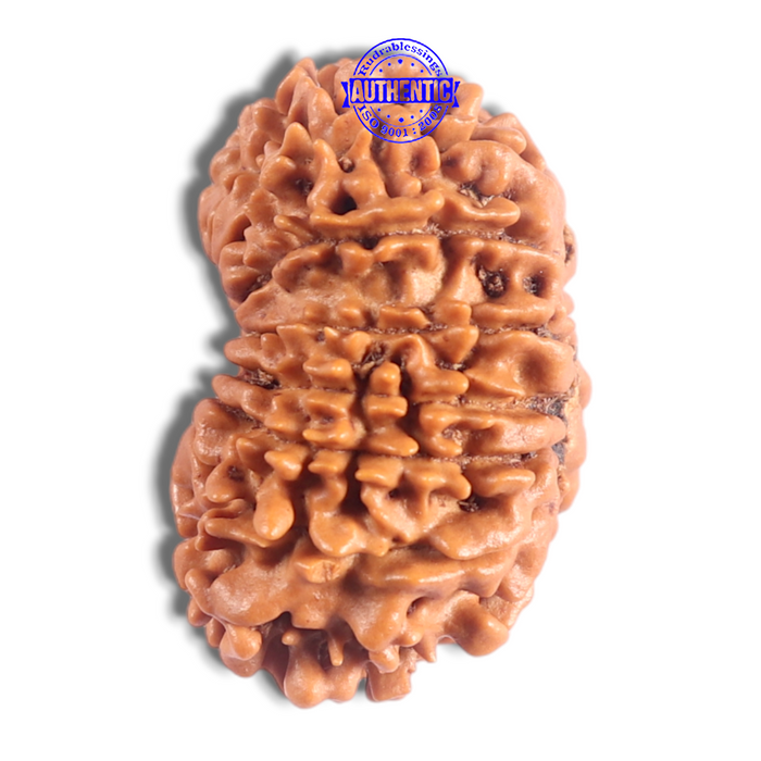 17 Mukhi Nepalese Rudraksha - Bead No. 77