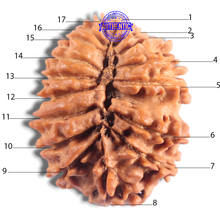 Load image into Gallery viewer, 17 Mukhi Nepalese Rudraksha - Bead No. 78
