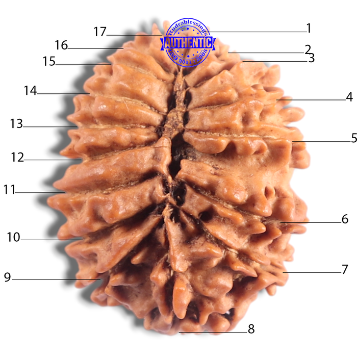 17 Mukhi Nepalese Rudraksha - Bead No. 78