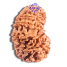 Load image into Gallery viewer, 17 Mukhi Nepalese Rudraksha - Bead No. 78
