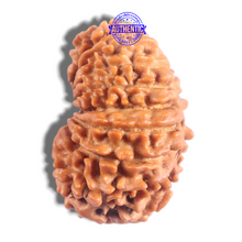 Load image into Gallery viewer, 17 Mukhi Nepalese Rudraksha - Bead No. 78
