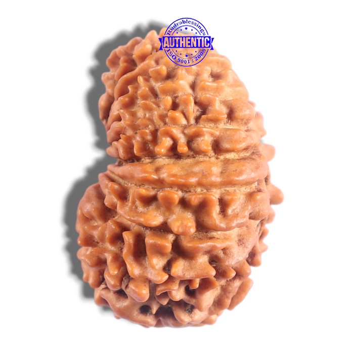 17 Mukhi Nepalese Rudraksha - Bead No. 78
