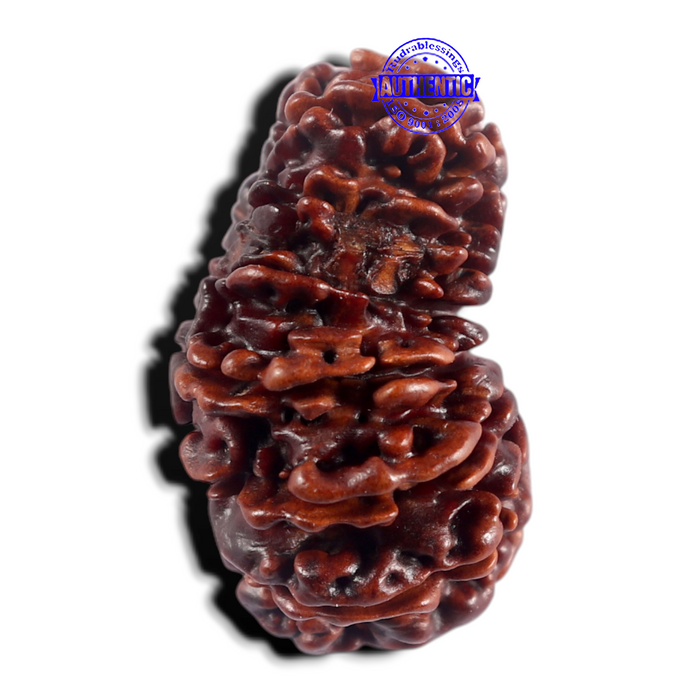 17 Mukhi Nepalese Rudraksha - Bead No. 79