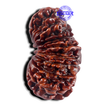 Load image into Gallery viewer, 17 Mukhi Nepalese Rudraksha - Bead No. 79
