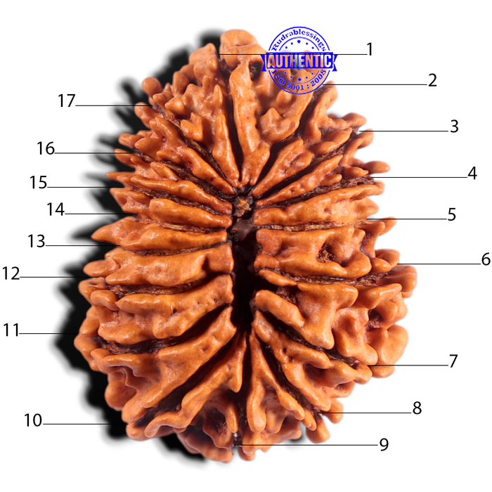 17 Mukhi Rudraksha from Nepal - Bead No. 17