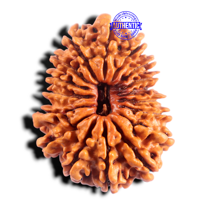 17 Mukhi Rudraksha from Nepal - Bead No. 17