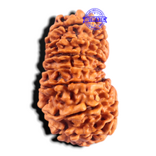 Load image into Gallery viewer, 17 Mukhi Rudraksha from Nepal - Bead No. 17

