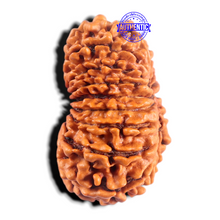 Load image into Gallery viewer, 17 Mukhi Rudraksha from Nepal - Bead No. 17
