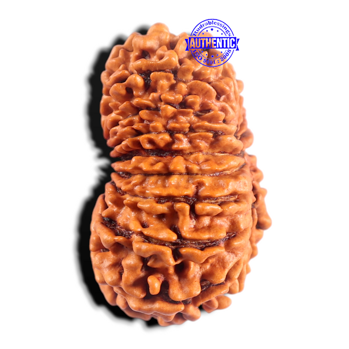 17 Mukhi Rudraksha from Nepal - Bead No. 17