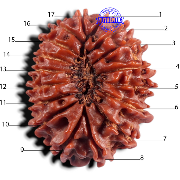 17 Mukhi Nepalese Rudraksha - Bead No. 21