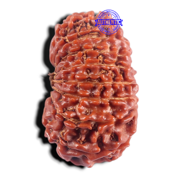 17 Mukhi Nepalese Rudraksha - Bead No. 21