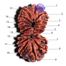 Load image into Gallery viewer, 17 Mukhi Nepalese Gaurishankar Rudraksha - Bead No. 23
