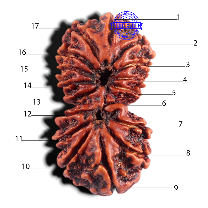 17 Mukhi Nepalese Gaurishankar Rudraksha - Bead No. 23