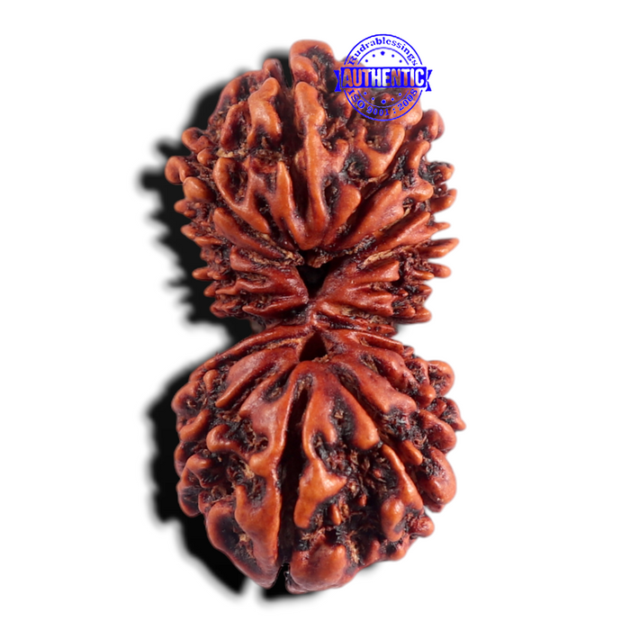17 Mukhi Nepalese Gaurishankar Rudraksha - Bead No. 23