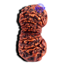 Load image into Gallery viewer, 17 Mukhi Nepalese Gaurishankar Rudraksha - Bead No. 23
