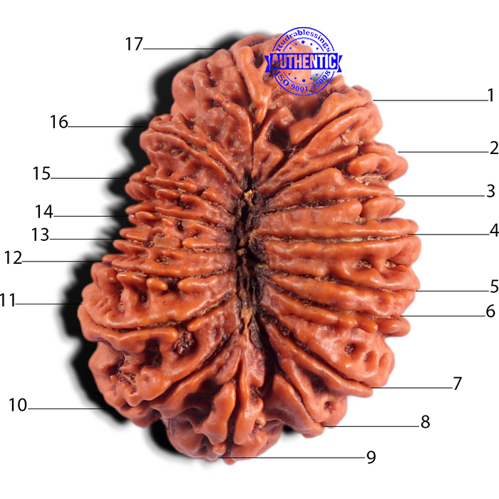 17 Mukhi Rudraksha from Nepal - Bead No. 17