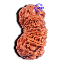 Load image into Gallery viewer, 17 Mukhi Nepalese Rudraksha - Bead No. 61
