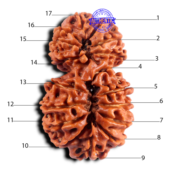 17 Mukhi Nepalese Gaurishankar Rudraksha - Bead No. 65