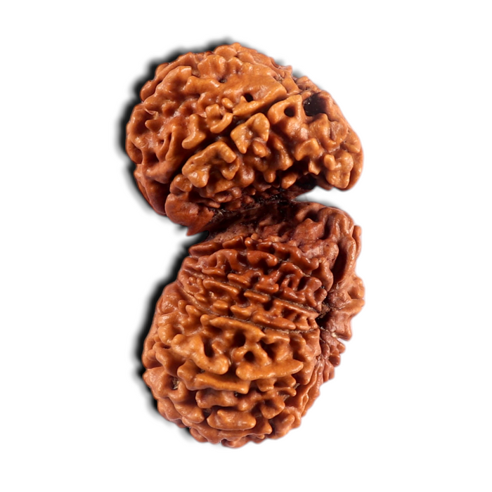 17 Mukhi Nepalese Gaurishankar Rudraksha - Bead No. 67
