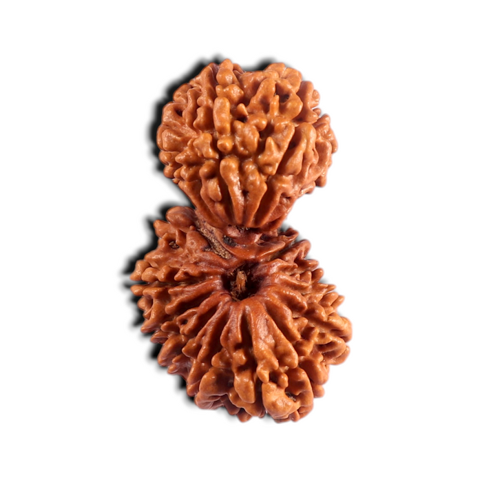 17 Mukhi Nepalese Gaurishankar Rudraksha - Bead No. 67