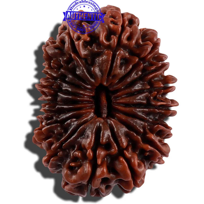 17 Mukhi Nepalese Rudraksha - Bead No. 45