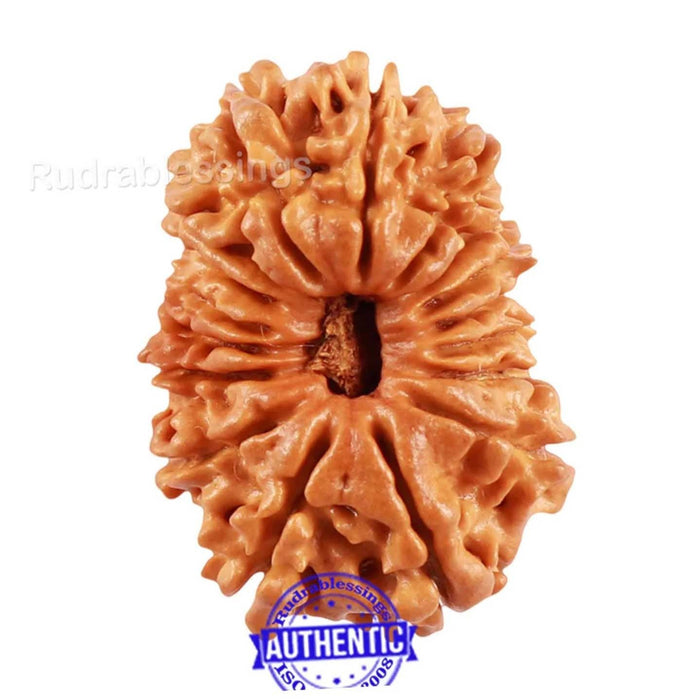 17 Mukhi Nepalese Rudraksha - Bead No. 50