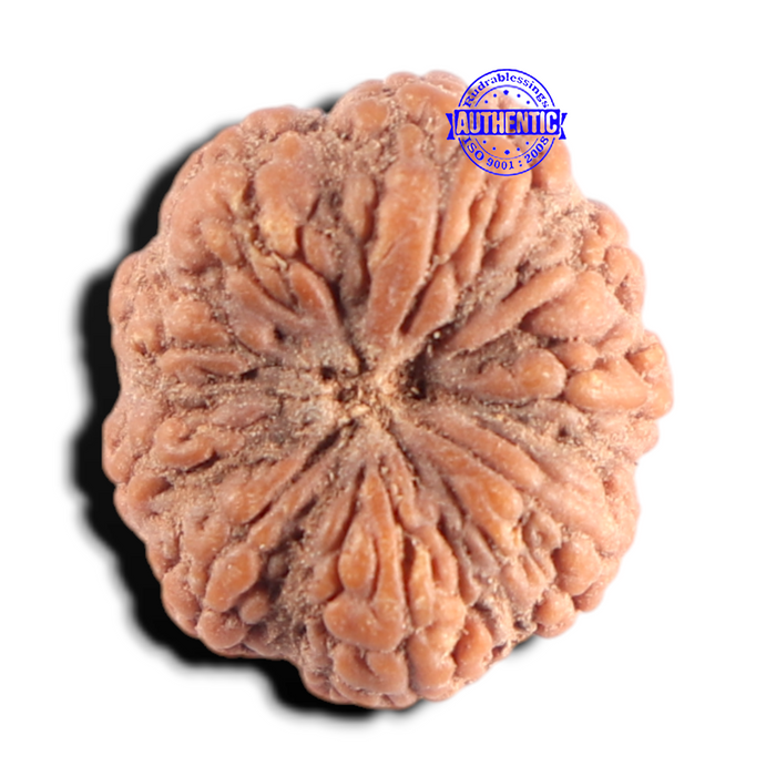 8 Mukhi Rudraksha from Indonesia - Bead No. 17
