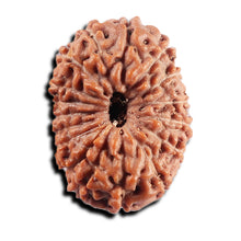 Load image into Gallery viewer, 17 Mukhi Rudraksha from Indonesia - Bead No. 232
