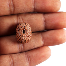 Load image into Gallery viewer, 17 Mukhi Rudraksha from Indonesia - Bead No. 232
