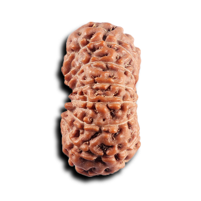 17 Mukhi Rudraksha from Indonesia - Bead No. 232