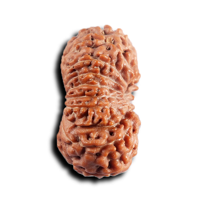 17 Mukhi Rudraksha from Indonesia - Bead No. 232