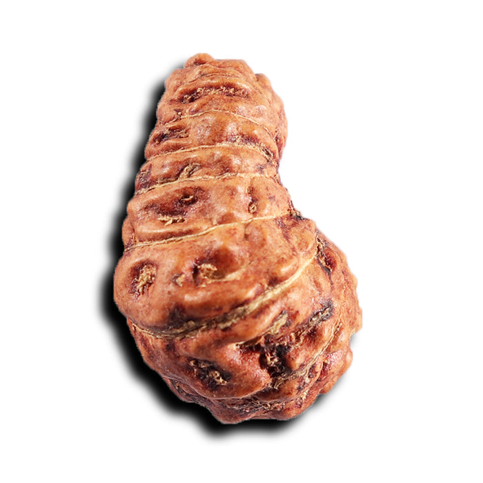 17 Mukhi Rudraksha from Indonesia - Bead No. 234