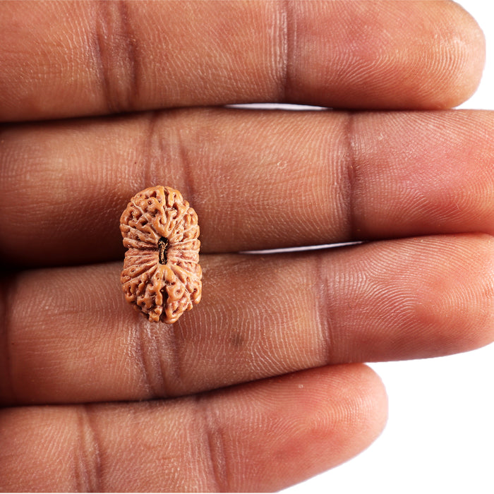 17 Mukhi Rudraksha from Indonesia - Bead No. 236
