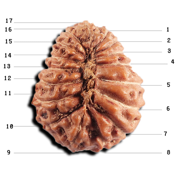 17 Mukhi Rudraksha from Indonesia - Bead No. 238