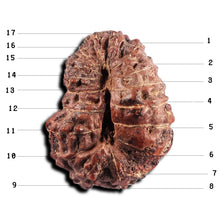 Load image into Gallery viewer, 17 Mukhi Rudraksha from Indonesia - Bead No. 239
