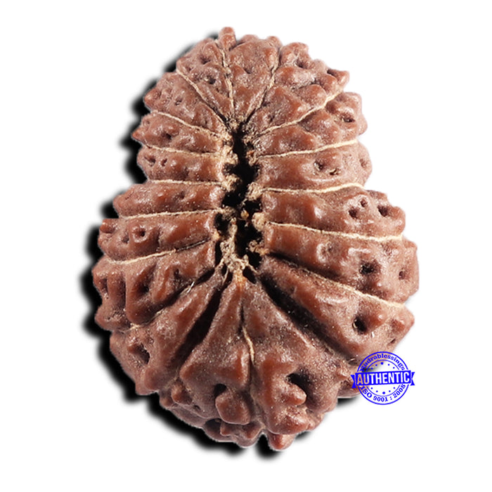17 Mukhi Rudraksha from Indonesia - Bead No. 240
