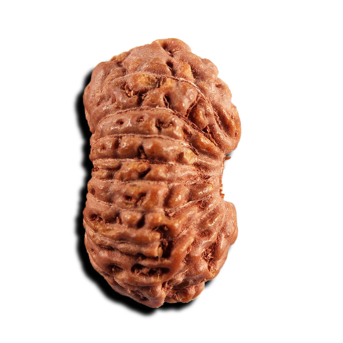 17 Mukhi Rudraksha from Indonesia - Bead No. 242