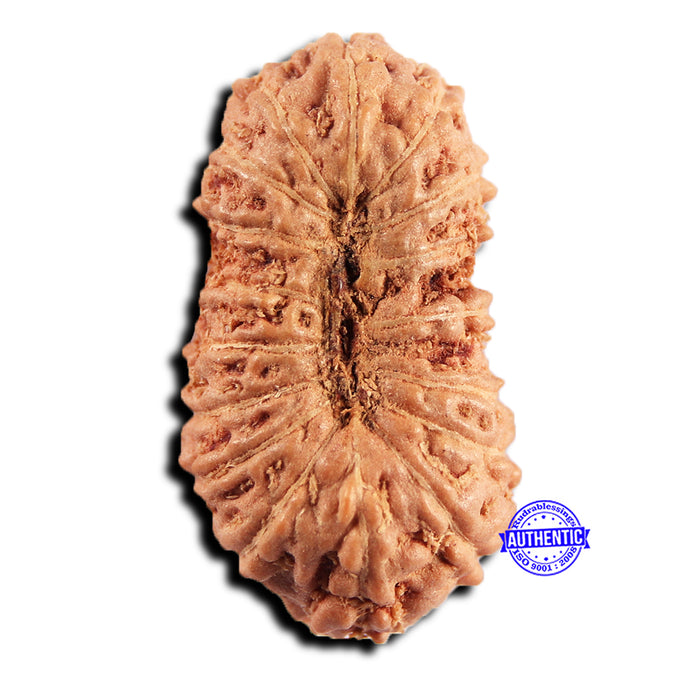 17 Mukhi Rudraksha from Indonesia - Bead No. 244
