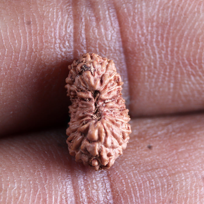 17 Mukhi Rudraksha from Indonesia - Bead No. 244